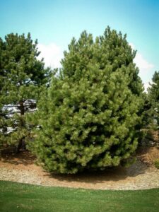 Сосна Чёрная (Pinus Nigra) купить по цене от 270.00р. в интернет-магазине «Посадика» с доставкой почтой в в Глазове и по всей России – [изображение №1].