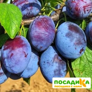 Слива Чачакская ранняя купить по цене от 229.00р. в интернет-магазине «Посадика» с доставкой почтой в в Глазове и по всей России – [изображение №1].