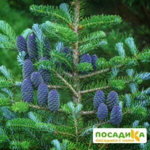 Пихта корейская (Abies koreana) купить по цене от 450.00р. в интернет-магазине «Посадика» с доставкой почтой в в Глазове и по всей России – [изображение №1].