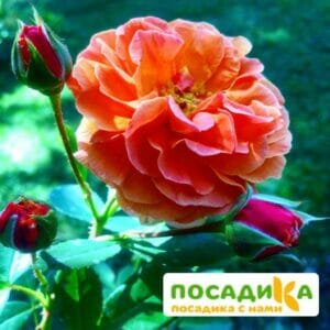 Роза Арабия купить по цене от 350.00р. в интернет-магазине «Посадика» с доставкой почтой в в Глазове и по всей России – [изображение №1].