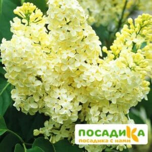 Сирень Примроуз (Primrose) купить по цене от 529.00р. в интернет-магазине «Посадика» с доставкой почтой в в Глазове и по всей России – [изображение №1].