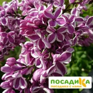 Сирень Сенсация купить по цене от 529.00р. в интернет-магазине «Посадика» с доставкой почтой в в Глазове и по всей России – [изображение №1].