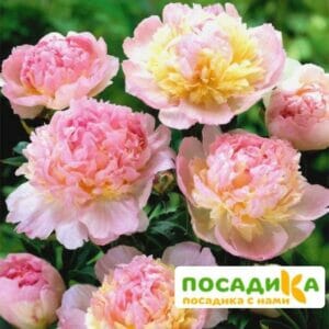 Пион Распберри Сандей (Paeonia Raspberry Sundae) купить по цене от 959р. в интернет-магазине «Посадика» с доставкой почтой в в Глазове и по всей России – [изображение №1].