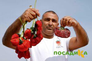 Клубника Гигант Джорнея купить по цене от 266р. в интернет-магазине «Посадика» с доставкой почтой в в Глазове и по всей России – [изображение №1].
