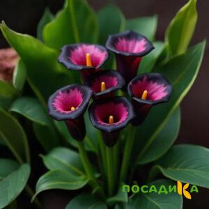 Калла Аура Лейс купить по цене от 400р. в интернет-магазине «Посадика» с доставкой почтой в в Глазове и по всей России – [изображение №1].