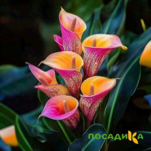 Калла Оникс купить по цене от 450р. в интернет-магазине «Посадика» с доставкой почтой в в Глазове и по всей России – [изображение №1].