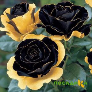 Роза Ханни Сикл купить по цене от 700р. в интернет-магазине «Посадика» с доставкой почтой в в Глазове и по всей России – [изображение №1].