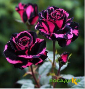 Роза Багровый Шепот купить по цене от 366р. в интернет-магазине «Посадика» с доставкой почтой в в Глазове и по всей России – [изображение №1].