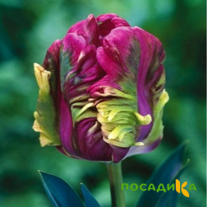 Тюльпан Экзотик Хэвен купить по цене от 186р. в интернет-магазине «Посадика» с доставкой почтой в в Глазове и по всей России – [изображение №1].