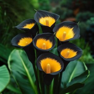 Калла Легато купить по цене от 620р. в интернет-магазине «Посадика» с доставкой почтой в в Глазове и по всей России – [изображение №1].