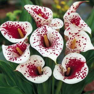 Калла Эмпайр купить по цене от 302р. в интернет-магазине «Посадика» с доставкой почтой в в Глазове и по всей России – [изображение №1].