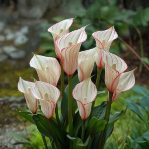 Калла Глейшер купить по цене от 299р. в интернет-магазине «Посадика» с доставкой почтой в в Глазове и по всей России – [изображение №1].