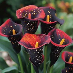 Калла Нуар купить по цене от 299р. в интернет-магазине «Посадика» с доставкой почтой в в Глазове и по всей России – [изображение №1].