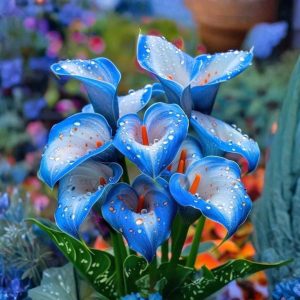 Калла Портрейт купить по цене от 292р. в интернет-магазине «Посадика» с доставкой почтой в в Глазове и по всей России – [изображение №1].