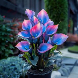 Калла Импрессия купить по цене от 590р. в интернет-магазине «Посадика» с доставкой почтой в в Глазове и по всей России – [изображение №1].