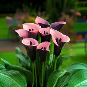 Калла Энигма купить по цене от 291р. в интернет-магазине «Посадика» с доставкой почтой в в Глазове и по всей России – [изображение №1].