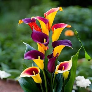 Калла Кристалл купить по цене от 450р. в интернет-магазине «Посадика» с доставкой почтой в в Глазове и по всей России – [изображение №1].