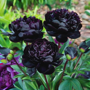 Пион Королевский Бархат купить по цене от 419р. в интернет-магазине «Посадика» с доставкой почтой в в Глазове и по всей России – [изображение №1].