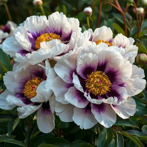 Пион Эко Саммер купить по цене от 548р. в интернет-магазине «Посадика» с доставкой почтой в в Глазове и по всей России – [изображение №1].