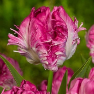 Тюльпан махровый Кул Кристал купить по цене от 400р. в интернет-магазине «Посадика» с доставкой почтой в в Глазове и по всей России – [изображение №1].